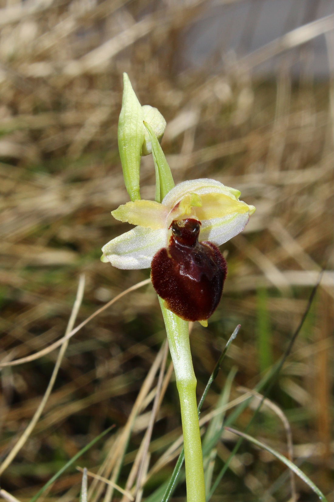 Ophrys arachnitiformis a confronto